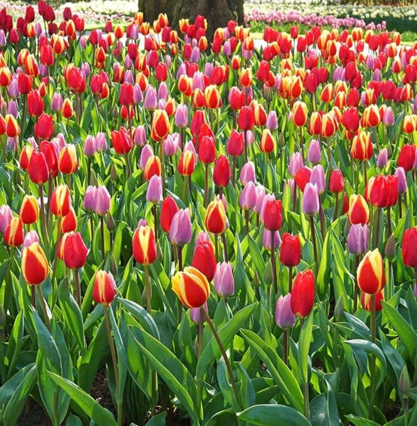 Nursery Sales